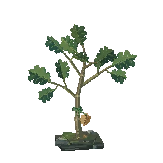 Oak sapling preview