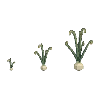 Onion crop preview